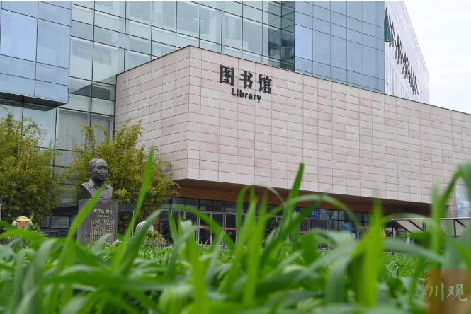 圖書館前水稻田扮靚四川農大校園 網友：“不愧是一所農業大學啊”